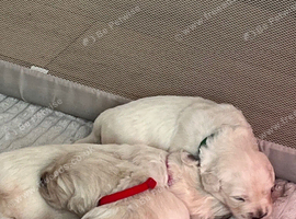 English cream golden retriever puppies