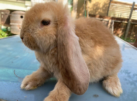 French Lop in London