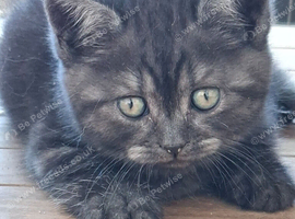 Last boy in the litter British Shorthair