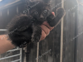 Kittens