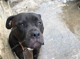 Staffordshire Bull Terrier Bradford