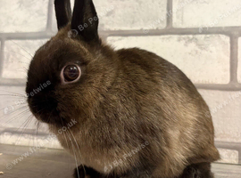 Netherland Dwarf Girl