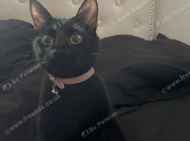 Beautiful affectionate Black Kitty