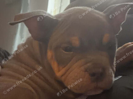 Female pocket bully
