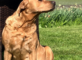 Fox red labrador