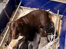 German Shorthaired Pointer Puppy - Liver & White Male GSP
