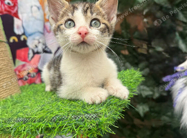 ADORABLE MALE KITTEN READY NOW