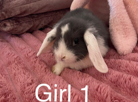 Mini lops ready now