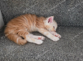 PEDIGREE MAINE COON KITTENS