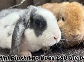 Young Mini Plysh Lops available. Hypoallergenic fur.