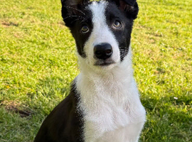3 male border collie pups for Sale