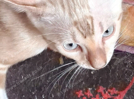Bengal Kittens