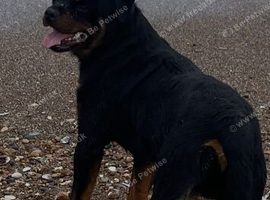 Adult male 1 year old