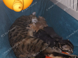 Bengal/tabby kittens