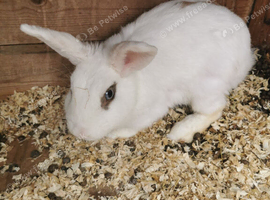 2 year old rabbit female