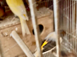 Pair of beautiful canary bonded
