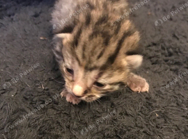 Kittens
