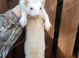 Ferret Jill 2 years old
