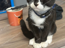 Male kitten