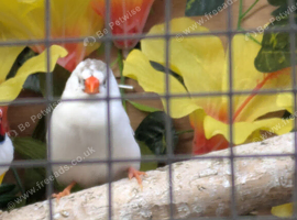 Pair of penguin zebra finch