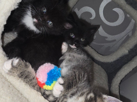 Adorable Exotic Shorthair x Maine Coon Kittens &ndash; Ready Now