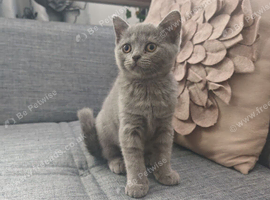 Blue british shorthair