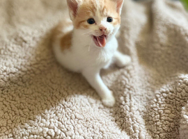 Cute little kittens