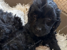 2 Beautiful Cockapoo Puppies