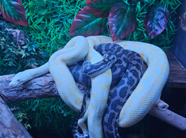 2 carpet pythons