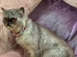Exotic persian