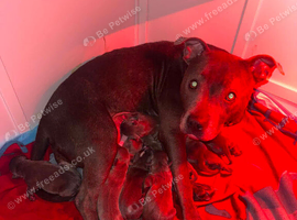 blue staffy