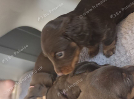 Chocolate &Tan Dachshund Puppies