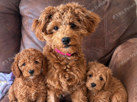 Cavapoo puppies
