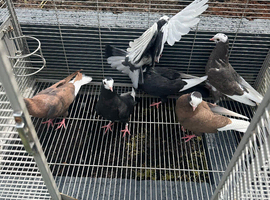 Kurdish pigeon