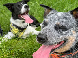 Handsome blue heeler for stud