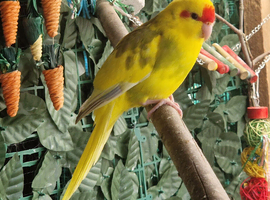 2 kakariki chicks ready now &pound;55 each