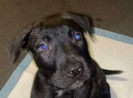 4month old male pressa x corso