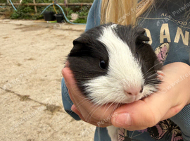 Male guinea pigs looking for their forever homes