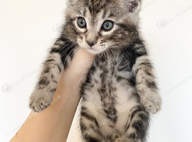MAINCOON X BENGAL KITTENS READY NOW