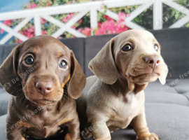 Gorgeous  Miniature Dachshund Puppies