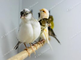 Canaries