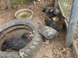 9 x cockerels olive egger ( black copper maran x cream Legbar)