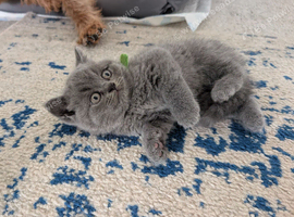 GCCF registered Blue British Shorthair