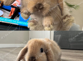 Mini Lop Bunnies