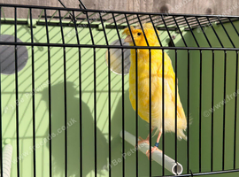 Proven Lancashire canary hen