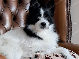 Pomeranian cross Yorkshire terrier