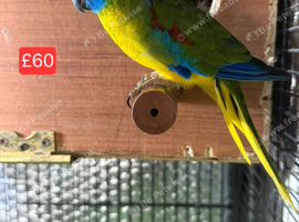 Beautiful Bourke's parrot