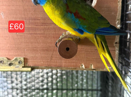 Variety Of Birds Starting From &pound;25