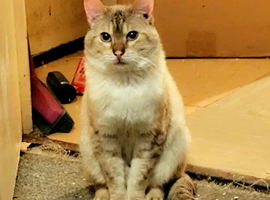 Snow lynx Bengal