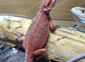 High end bearded dragons at pet prices